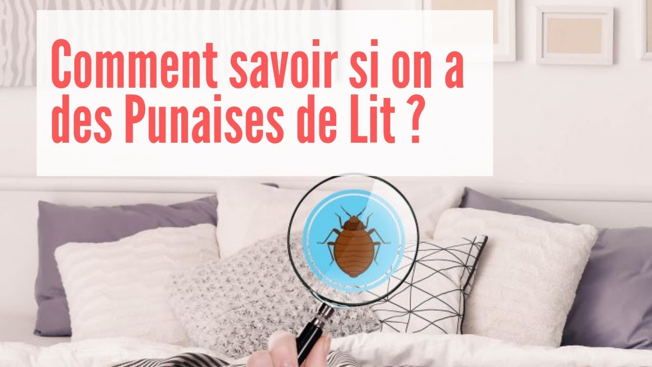 Comment Savoir si on a des Punaises de Lit - Comment Détecter les Punaises de Lit