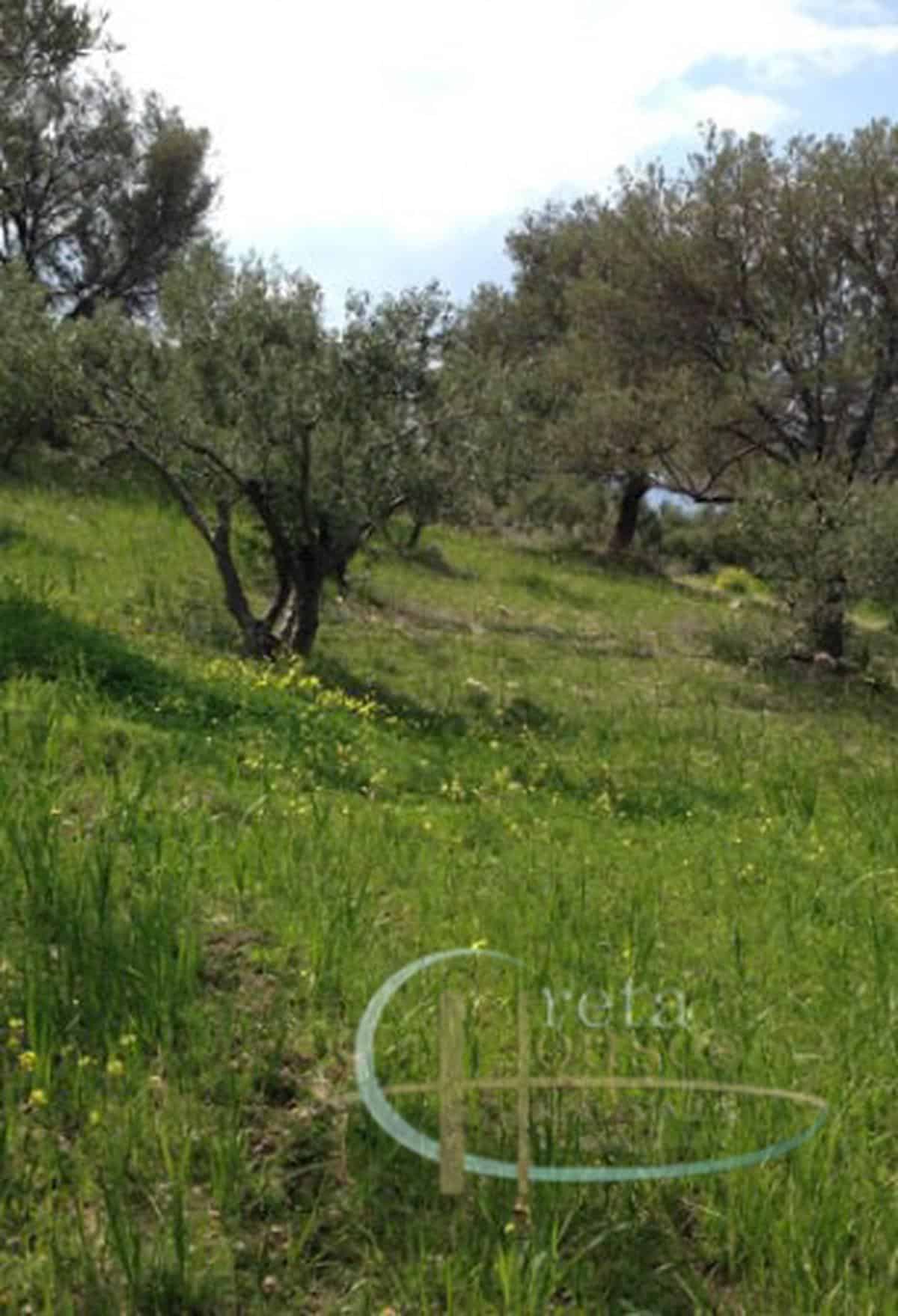 Kalamaki south Crete sloping plot with 100 olive trees